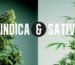 indica vs sativa plant
